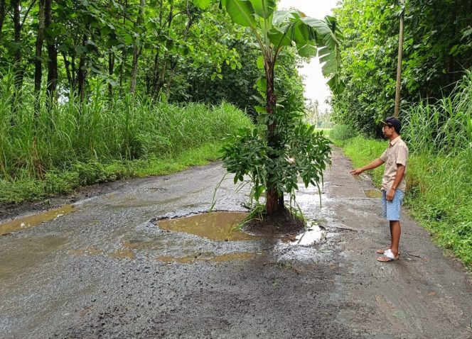 
 Seorang warga menunjukkan jalan rusak ditanam pohon pisang