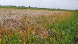 Persawahan padi terserang hama Wereng di Jarakan Gondang