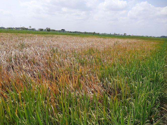 
 Persawahan padi terserang hama Wereng di Jarakan Gondang