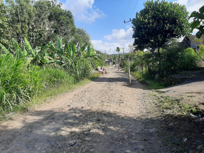 
 Dapat Jaminan Jalan Akan Diperbaiki Tahun 2026, Warga Cabut Sebagian Pohon Pisang Di Tanam di Tanggunggunung