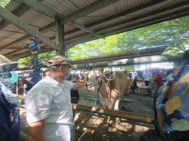 
 Diduga Sapi Dari Luar Daerah, 59 Sapi Terjangkit PMK di Tulungagung pada Awal Tahun Ini