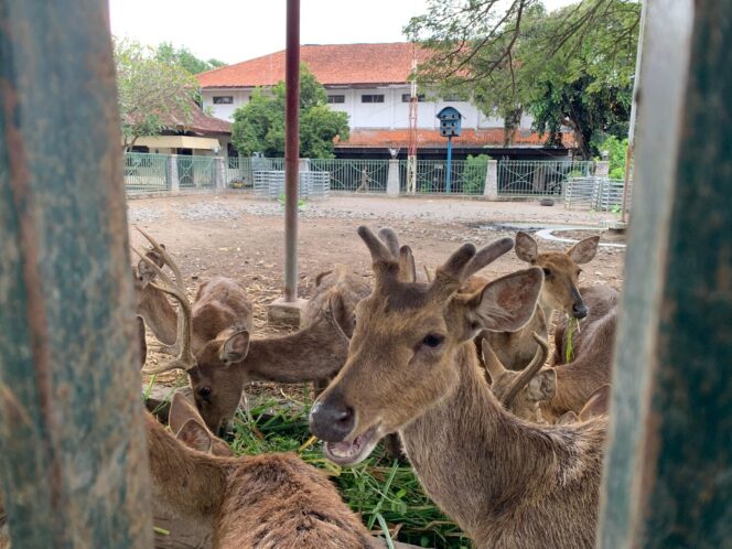 
 Bupati Tulungagung Prihatin RUsa di Kebun Binatang Pendopo Kurus Seperti Tak Terawat Meski Ada Anggaran 600 Ribu/Bulan